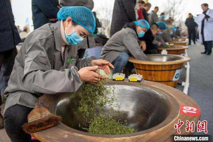 參賽選手楊惠芳正在進行嫩茶葉殺青。　劉忠俊 攝