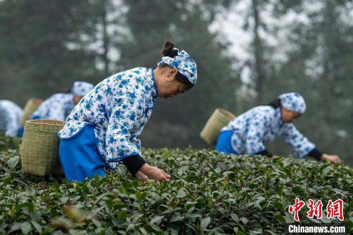 犍為縣舞雩鎮(zhèn)高龍村茶山上正在采早春茶的茶農(nóng)?！⒅铱?攝