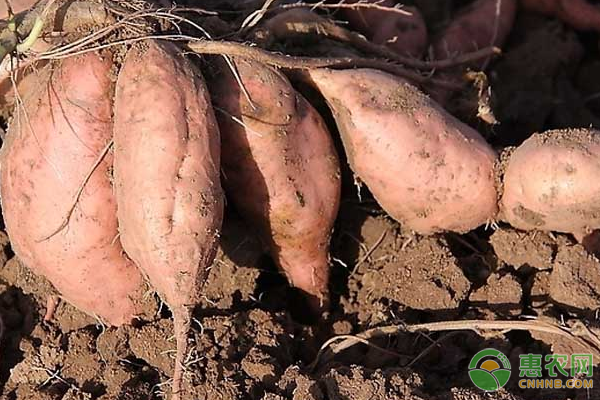 不耐低温的甘薯，如何在寒冬的冬季安全贮藏？