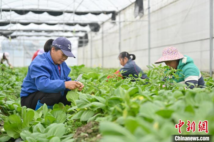 賀州市八步區(qū)東融(供港)蔬菜產(chǎn)業(yè)核心示范區(qū)，菜農(nóng)采摘上海青?！∮峋?攝