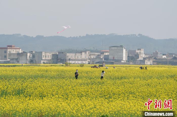 廣西賓陽縣千畝油菜花開游人來