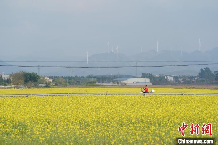 圖為車輛經過一片盛開的油菜花。　陳冠言 攝