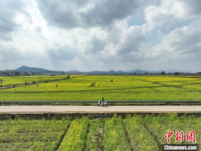 圖為車輛經(jīng)過一片盛開的油菜花?！￡惞谘?攝