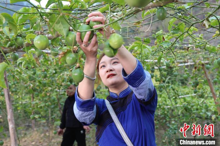 廣西隆林：百香果錯時種植喜獲豐收