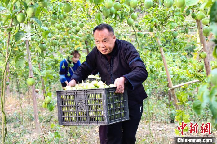 圖為村民正在搬運(yùn)百香果。　隆林縣委宣傳部提供