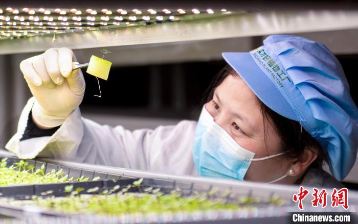 福建泉州：智能植物工厂助力绿色发展