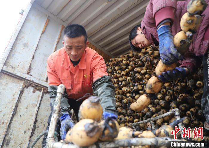 在肥西縣豐樂鎮(zhèn)蔣崗村蓮藕種植基地，當?shù)剞r(nóng)民采收蓮藕?！￡惣覙?攝