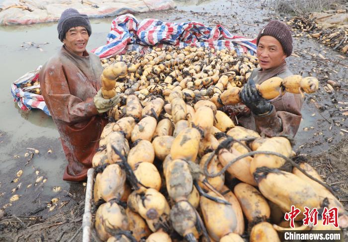 在肥西縣豐樂鎮(zhèn)蔣崗村蓮藕種植基地，蓮藕喜獲豐收?！￡惣覙?攝