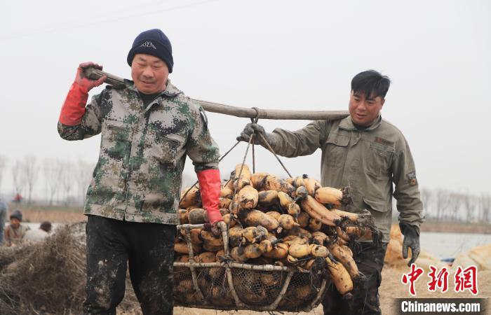 在肥西縣豐樂(lè)鎮(zhèn)蔣崗村蓮藕種植基地，當(dāng)?shù)卮迕裨诎徇\(yùn)蓮藕。　陳家樂(lè) 攝