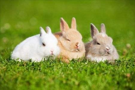 春季养兔 应注意什么