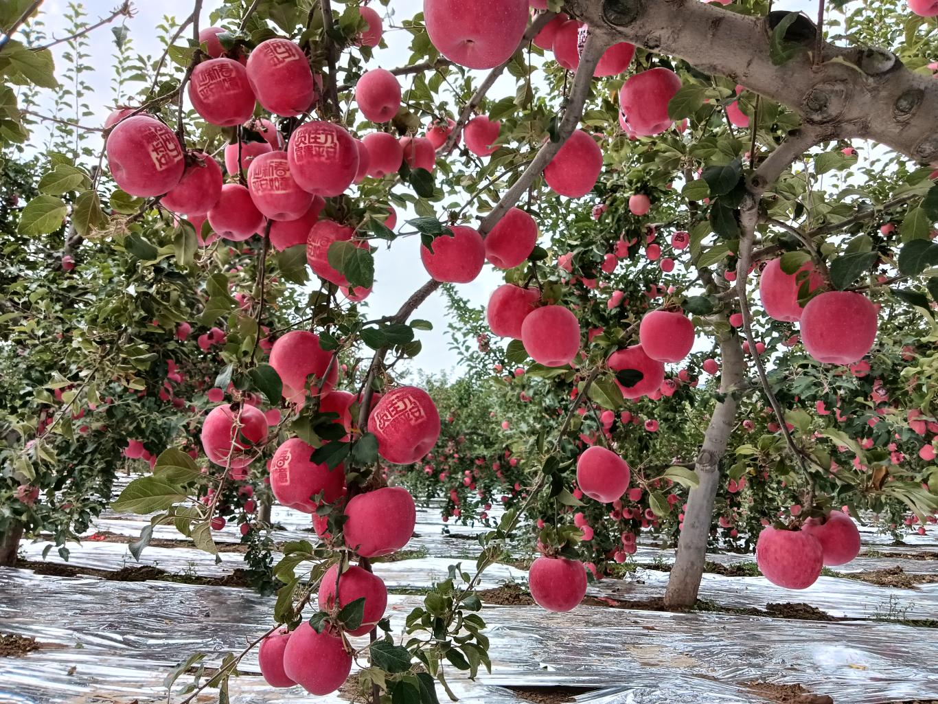 20230301124724255-43-68888.jpg_scale_.jpg 20230301124724255-43-68888.jpg_scale_.jpg