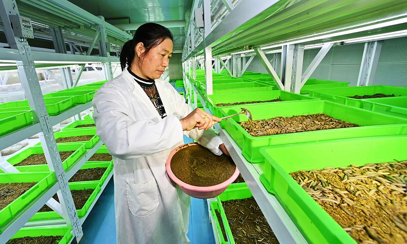 “以虫治虫” 助力绿色农业发展