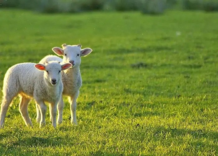 春季， 必须重视牛羊驱虫
