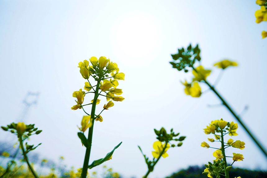 油菜花競(jìng)相綻放。潘成攝