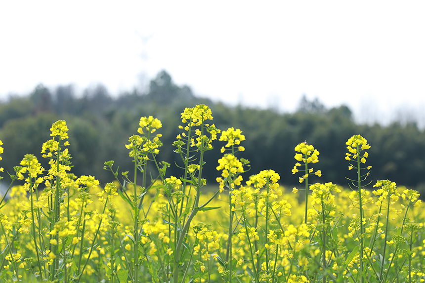 千畝油菜花競相綻放。潘成攝