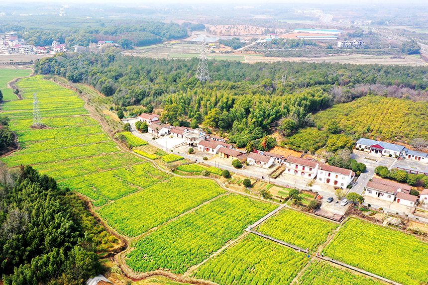 千畝油菜花競相綻放。潘成攝