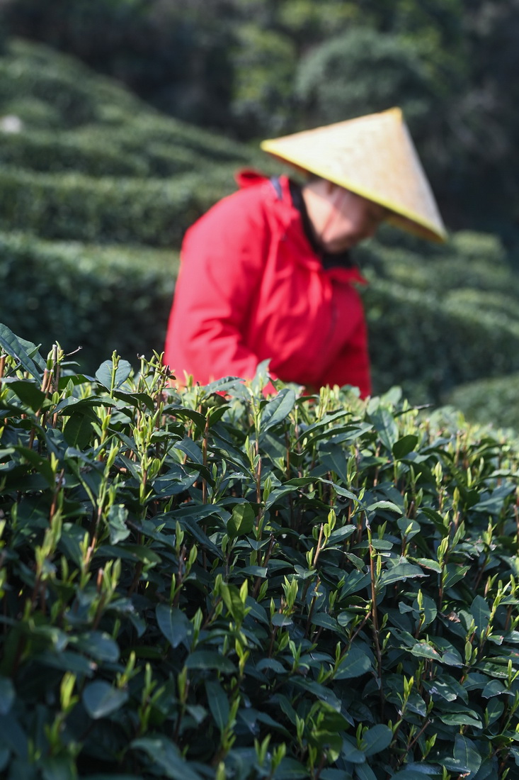 3月13日，龍井村的茶農(nóng)在采摘西湖龍井“明前茶”。