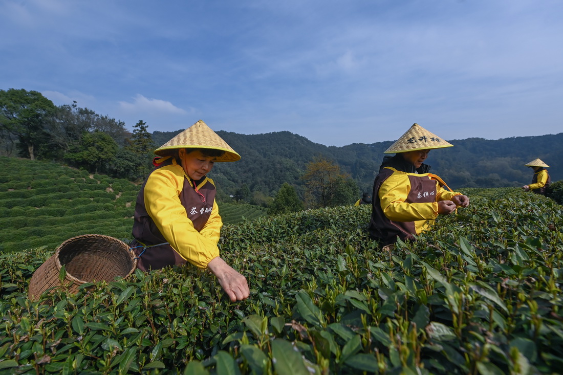 3月13日，龍井村的茶農(nóng)在采摘西湖龍井“明前茶”。