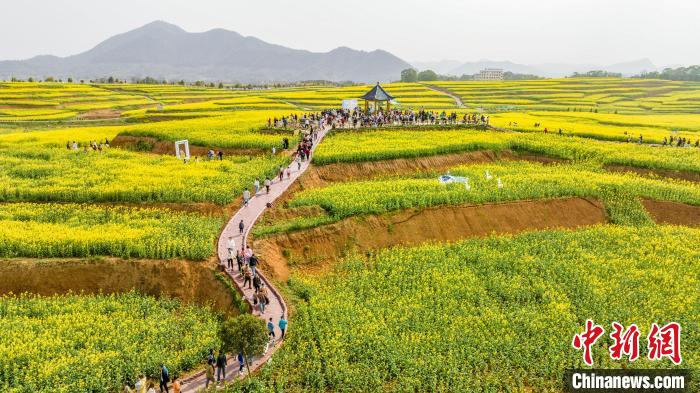 3月12日，航拍江西瑞昌市武蛟鄉(xiāng)萬畝油菜花競相綻放，不少游客慕名前來踏春賞花，享受美好春光?！∥簴|升 攝