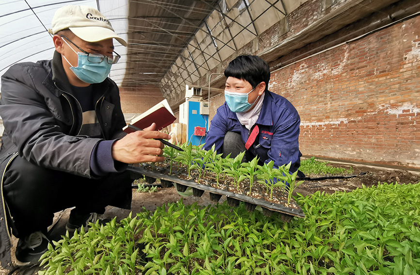 農技人員查看辣椒種苗的長勢情況。陳立興攝