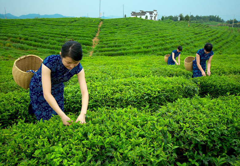 JN江南体育最新官网入口谢裕大茶叶股份有限公司：百年谢裕大万里传茗香(图2)