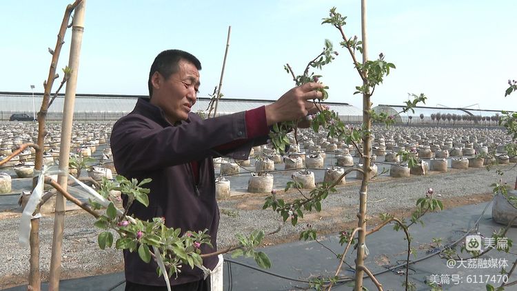 陕西大荔韦林镇：“转移栽培技能”赋能当代农业 科技改进助力大众增收致富(图1)