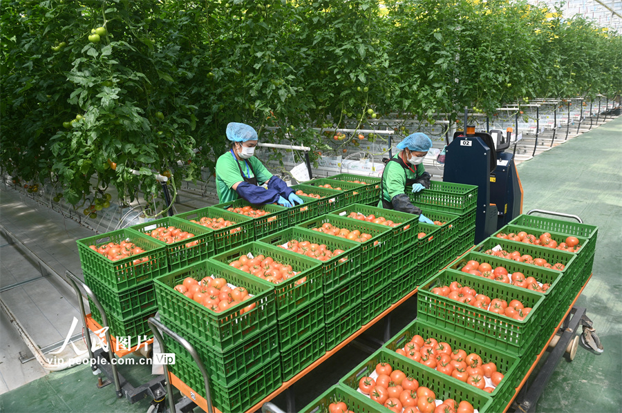 4月10日，四川省內(nèi)江市資中縣銀山鎮(zhèn)現(xiàn)代農(nóng)業(yè)園區(qū)，工作人員在智慧溫室大棚內(nèi)轉(zhuǎn)運番茄。