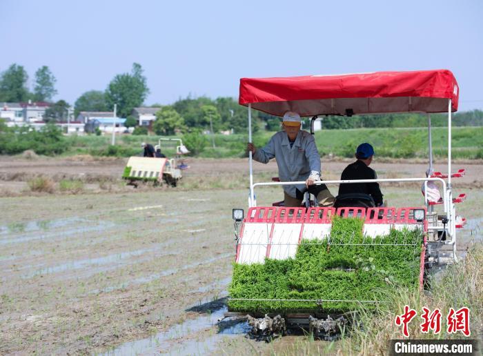 安徽肥西：早稻種植忙