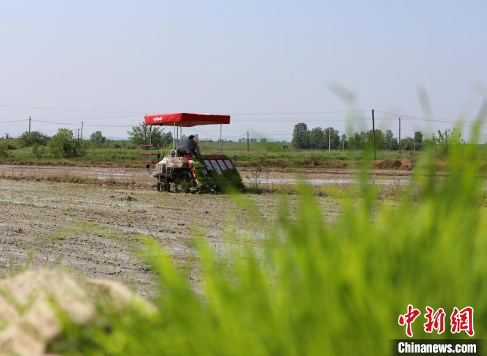 農(nóng)民駕駛插秧機(jī)在插秧。　陳家樂(lè) 攝