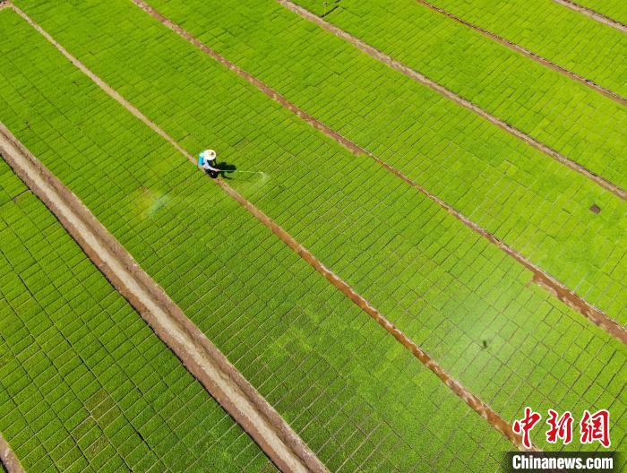 農(nóng)民正在育秧基地里管護(hù)秧苗?！￡惣覙?攝