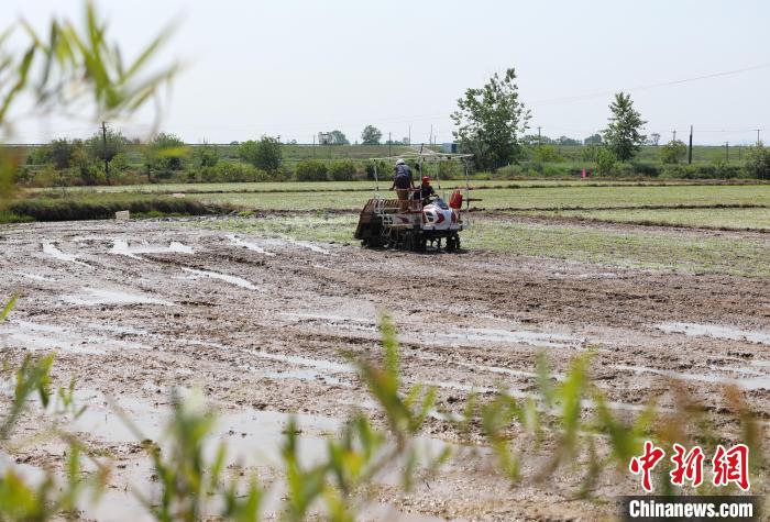 農(nóng)民駕駛插秧機在插秧?！￡惣覙?攝