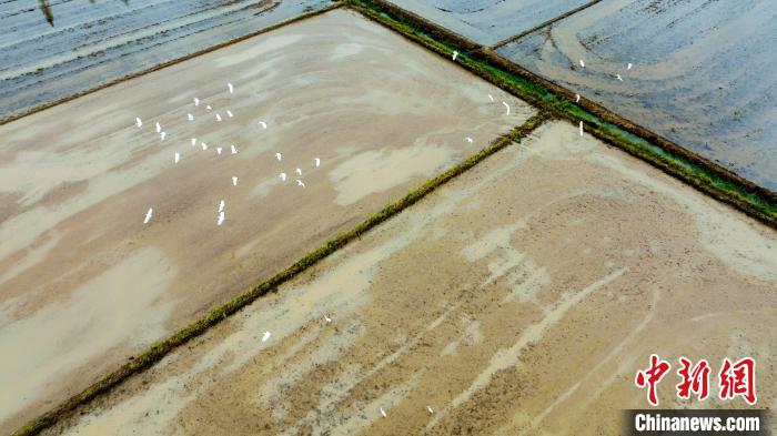 成群的白鷺在田野上空“翩翩起舞”?！」h杰 攝