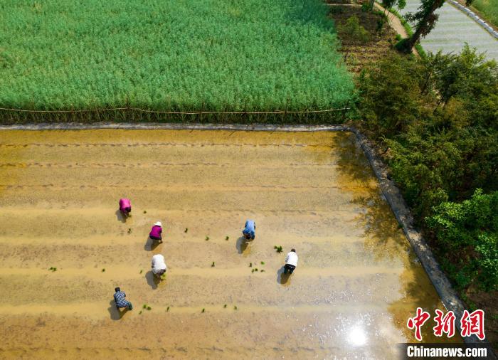 4月26日，貴州省黔西市洪水鎮(zhèn)解放村村民在水稻秧田里移栽稻秧(無人機(jī)照片)?！∈烽_心 攝