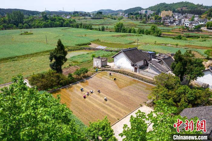 4月26日，貴州省黔西市洪水鎮(zhèn)解放村村民在水稻秧田里移栽稻秧(無(wú)人機(jī)照片)。　史開心 攝