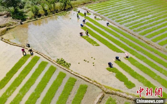 航拍江西省新余市仙女湖區(qū)鈐陽辦事處昌田村再生稻種植基地?！≮w春亮 攝