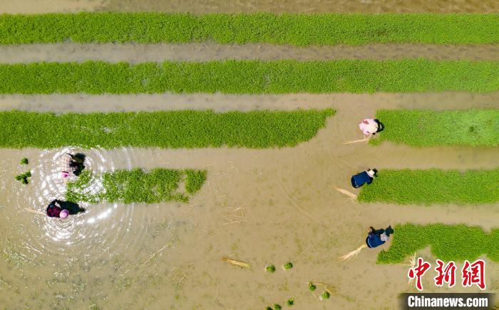 航拍江西省新余市仙女湖區(qū)鈐陽辦事處昌田村再生稻種植基地?！≮w春亮 攝