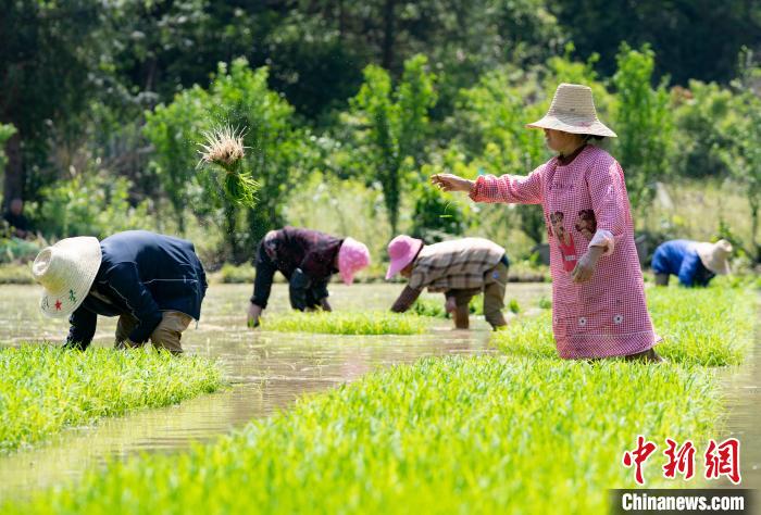 再生稻省去了翻耕、育苗、插秧等工序，具有省種省力的特點(diǎn)，可增加水稻單次種植的總產(chǎn)量。　趙春亮 攝