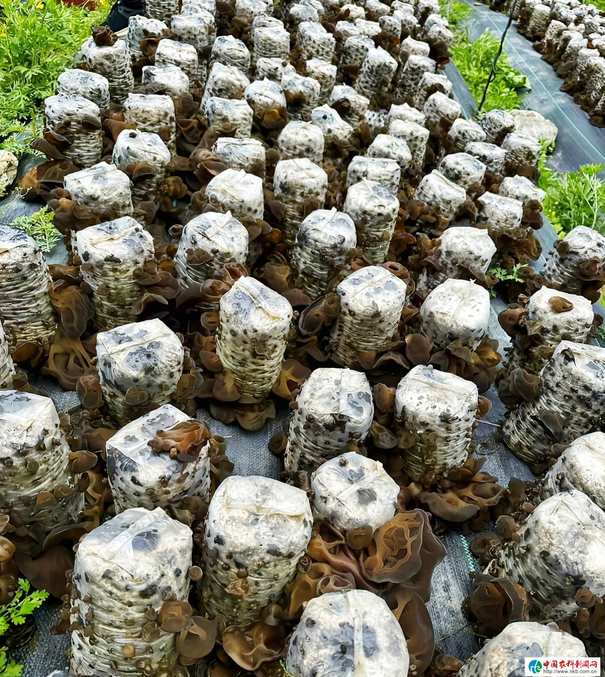 20230511132011036-46-5895e.jpg_scale_.jpg
