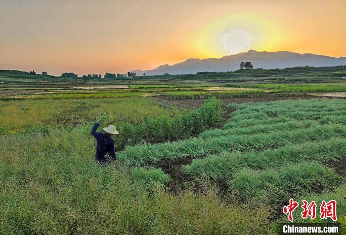 圖為初夏時節(jié)農(nóng)民在田間忙碌。　錢宏強 攝