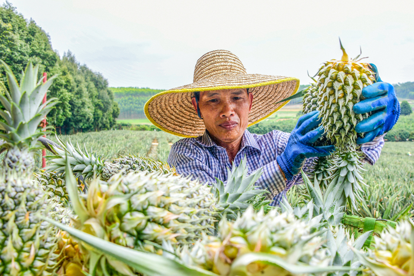 工人正在田地里忙著采摘菠蘿。