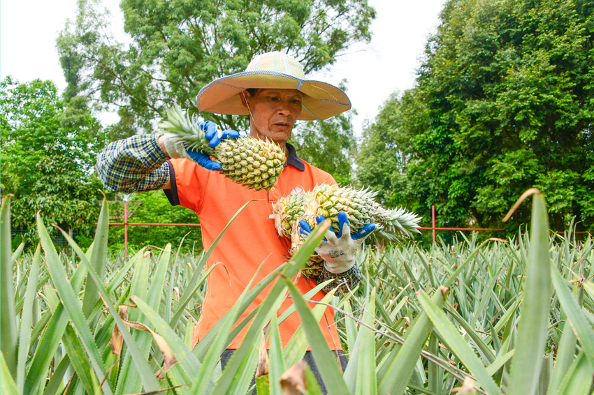 工人正在采摘菠蘿。