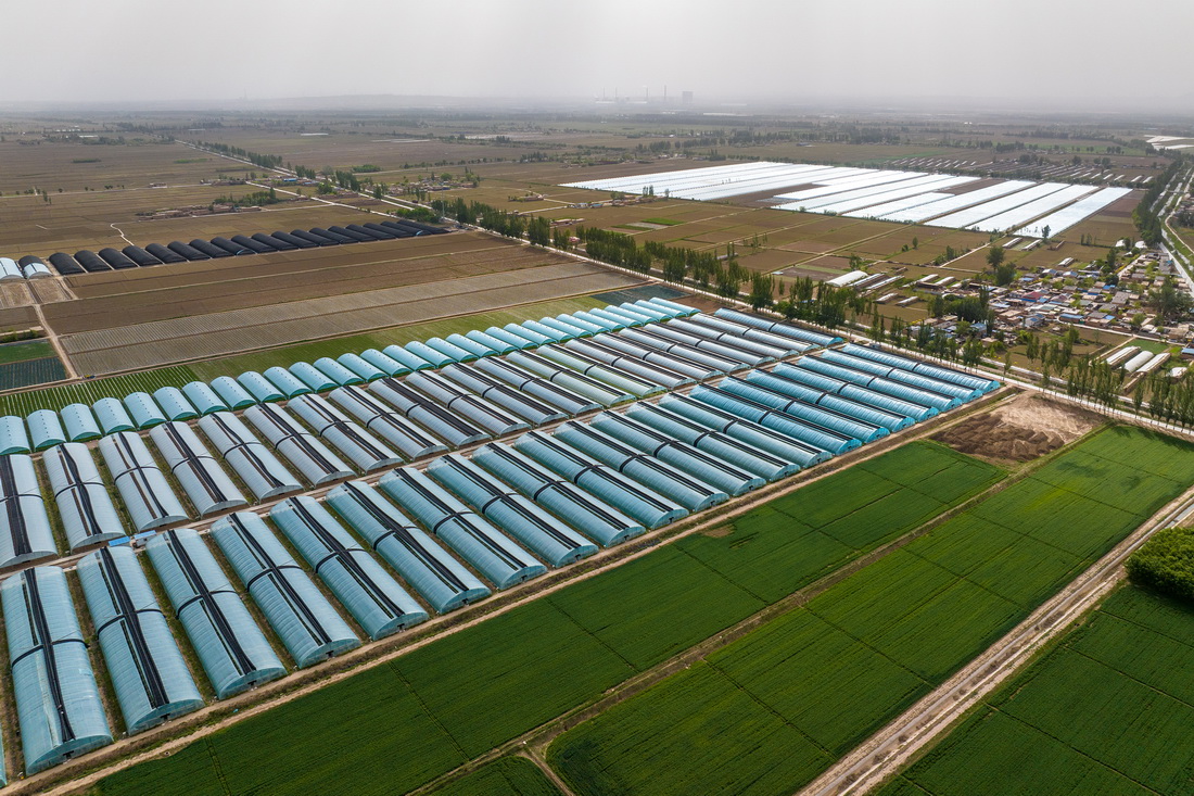 寧夏青銅峽市大壩鎮(zhèn)利民村蔬菜基地（5月20日攝，無人機(jī)照片）。