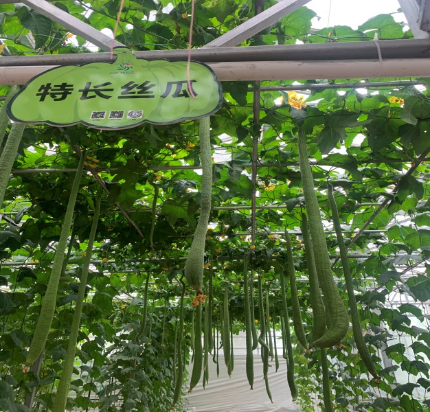 E:\科技特派员工作相关\2023年度河南省果蔬产业服务团服务工作（2023年1月1日开始）\20230420-23山东寿光蔬菜国际博览会，并参观金佰利公司、方新食品公司和华农芦笋公司\微信图片_20230525190344.jpg