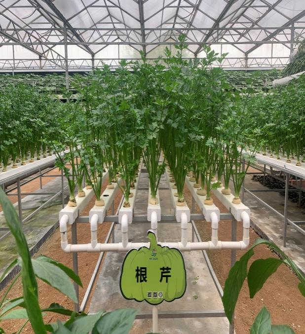 E:\科技特派员工作相关\2023年度河南省果蔬产业服务团服务工作（2023年1月1日开始）\20230420-23山东寿光蔬菜国际博览会，并参观金佰利公司、方新食品公司和华农芦笋公司\筛选\微信图片_20230525190556.jpg