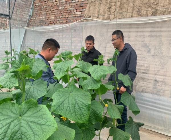 E:\科技特派员工作相关\2023年度河南省果蔬产业服务团服务工作（2023年1月1日开始）\20230420-23山东寿光蔬菜国际博览会，并参观金佰利公司、方新食品公司和华农芦笋公司\筛选\微信图片_20230525190816.jpg