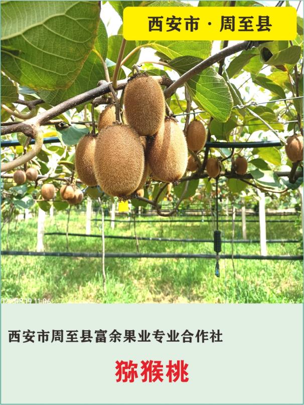37、西安市周至县富余果业专业合作社