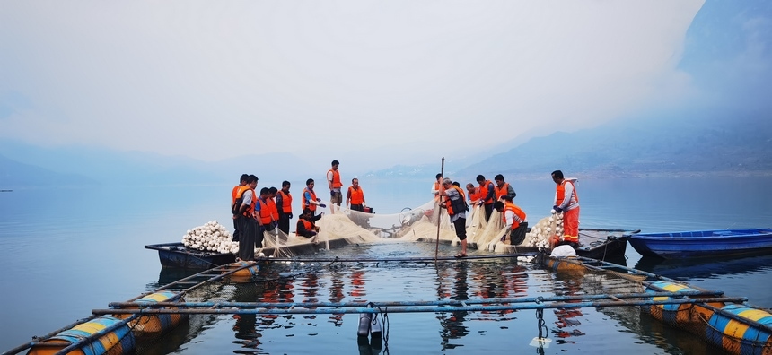 漁場(chǎng)工作人員將捕撈上來(lái)的魚(yú)放入暫養(yǎng)箱。馬偉攝