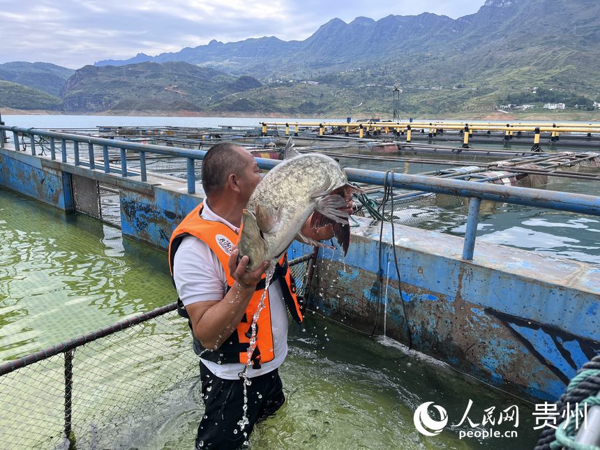 漁場(chǎng)工作人員將生態(tài)魚(yú)放入暫養(yǎng)箱。人民網(wǎng) 陳潔泉攝