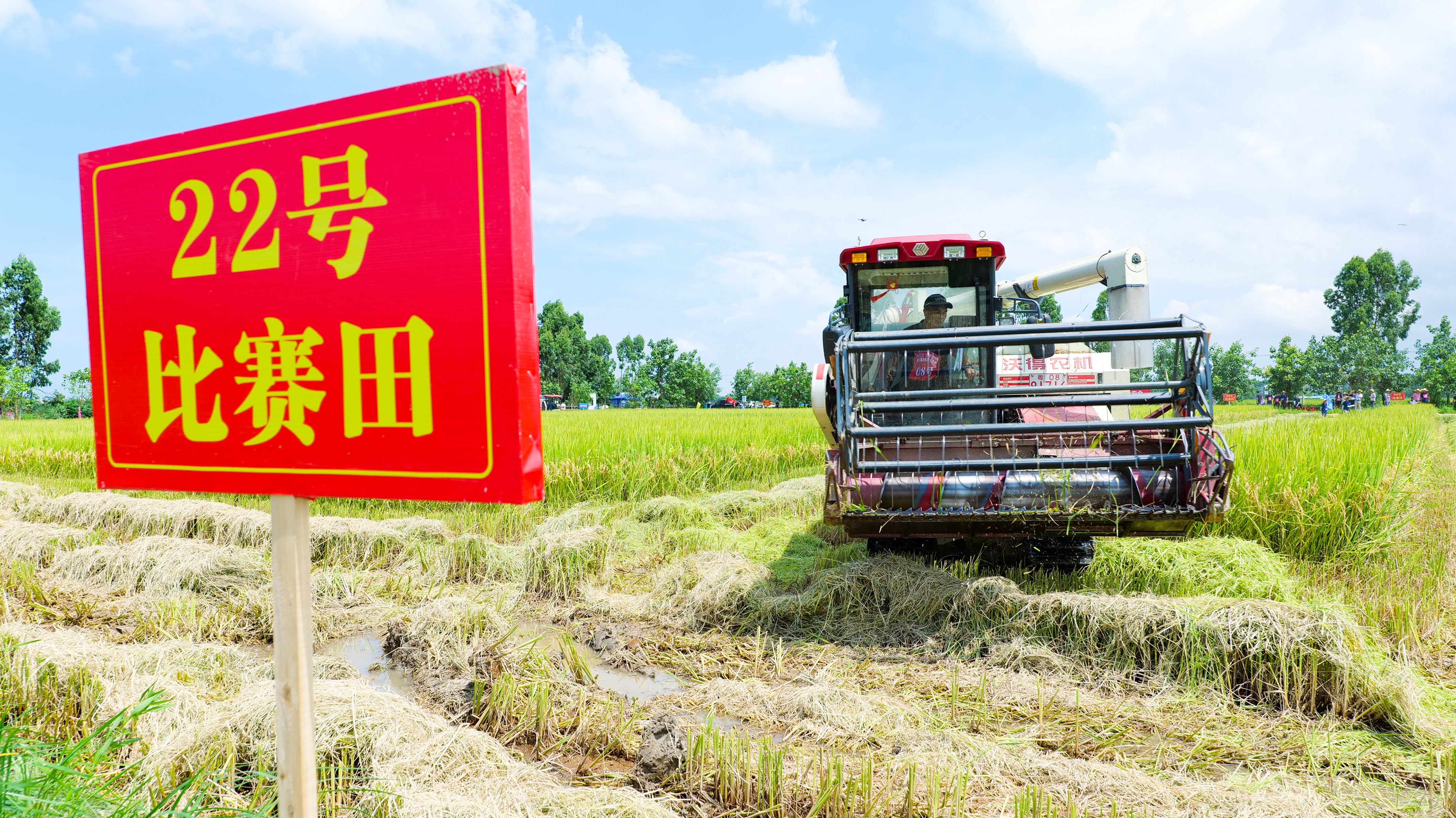 据了解，湛江市雷州市全市农机总动力115.15万千瓦，水稻“耕种收”综合机械化水平达83%以上。陈文 摄