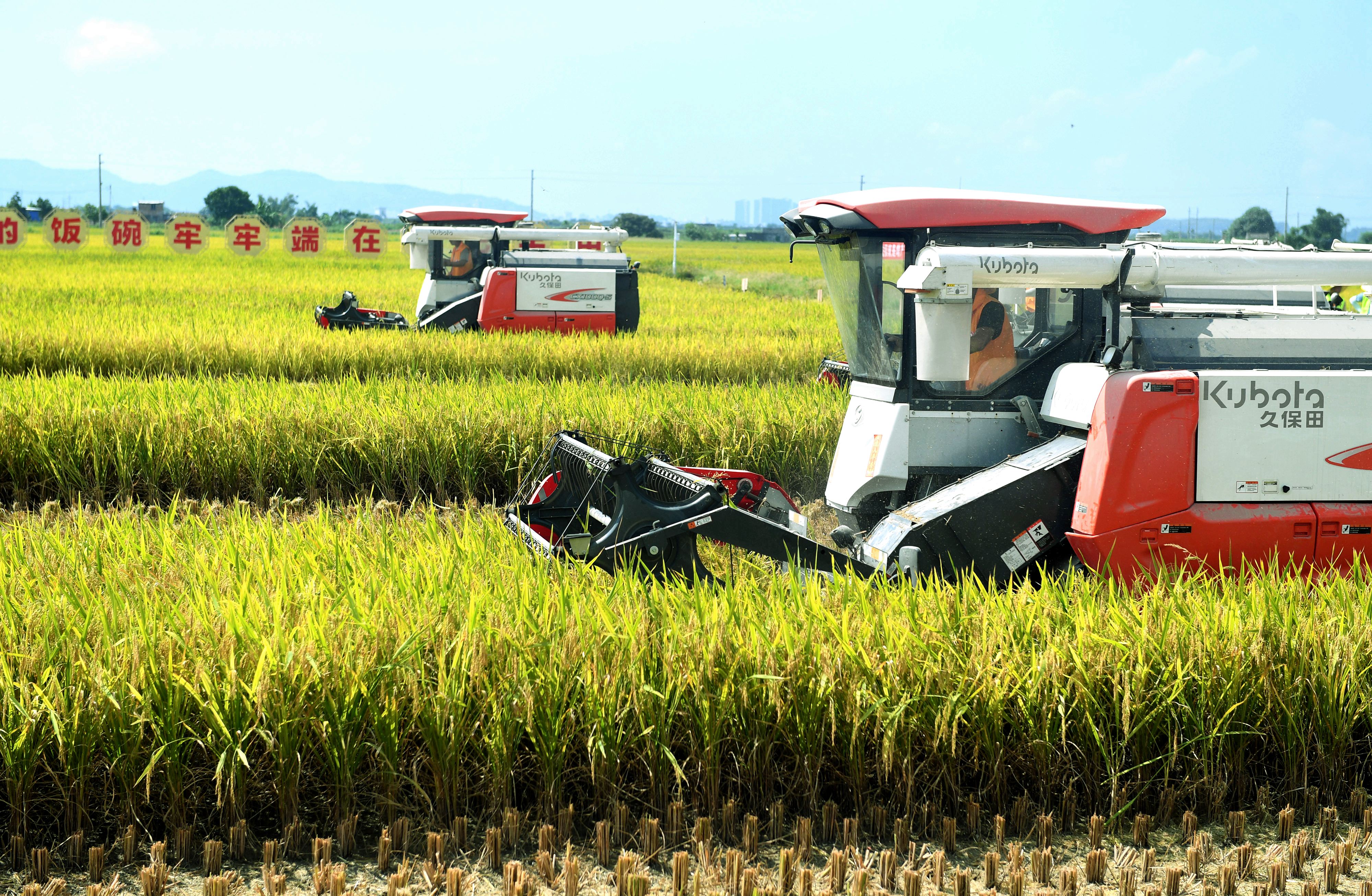 经测定，本次阳江市开展的技能大比武活动水稻亩产量（湿谷）为551.58公斤/亩，平均机收损失率为1.58%，比省不高于3.5%损失率的要求低1.92%。宋福亮 摄